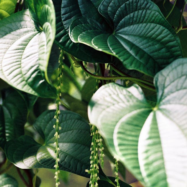 Gastrofloril Ingredientele Gastrofloril - Formula Sinergetică Completă